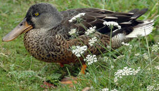 Canard souchet