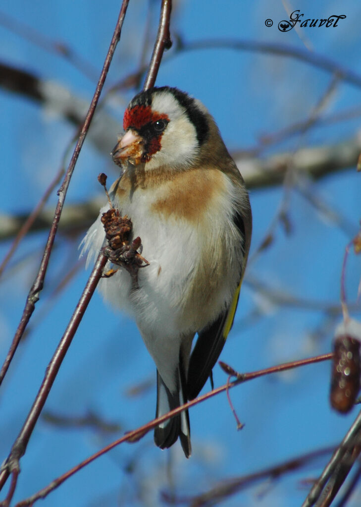 European Goldfinch male adult