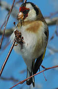 European Goldfinch