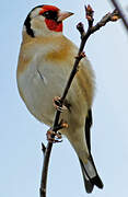 European Goldfinch