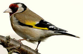 European Goldfinch