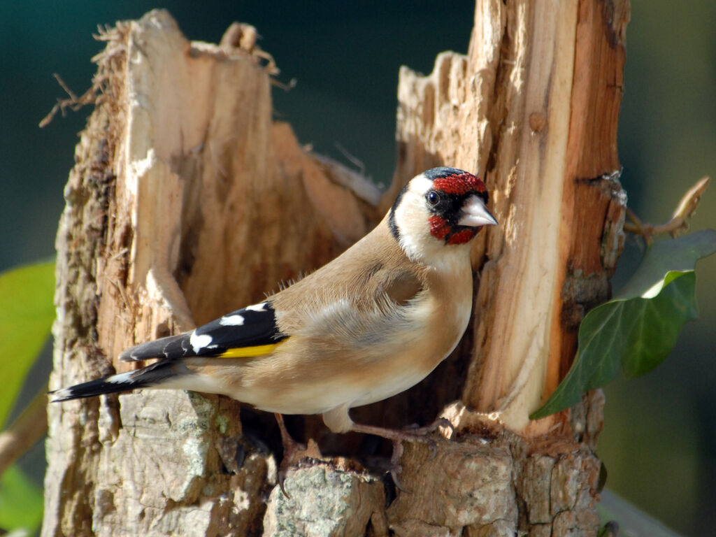 Chardonneret élégant