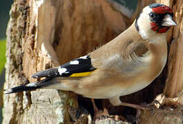 European Goldfinch