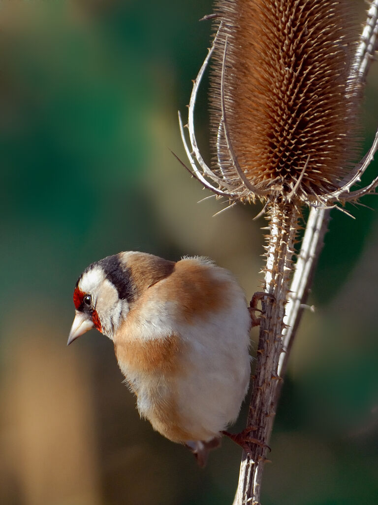 European Goldfinch, identification