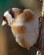 European Goldfinch