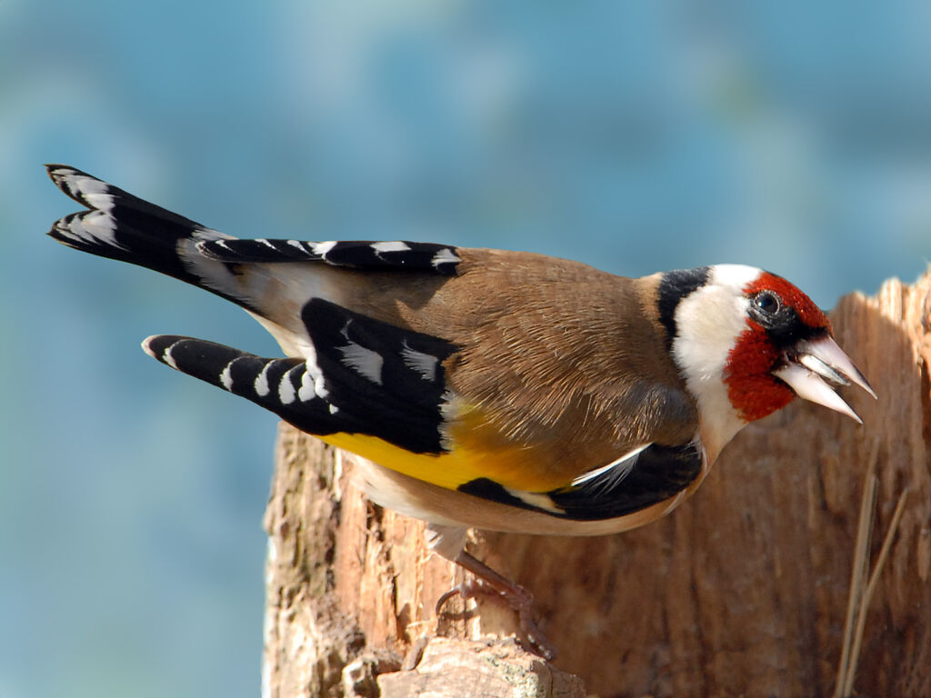 European Goldfinch, identification, feeding habits