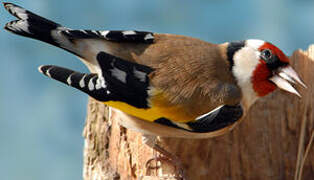 European Goldfinch