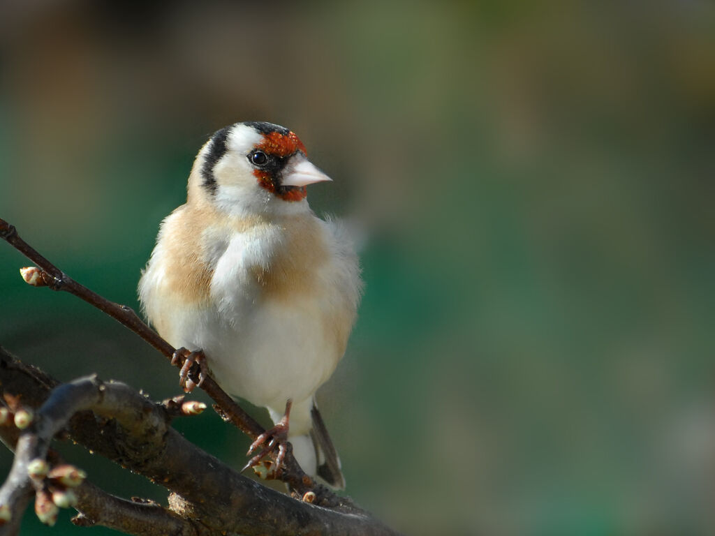 Chardonneret élégant, identification