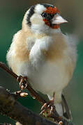 European Goldfinch