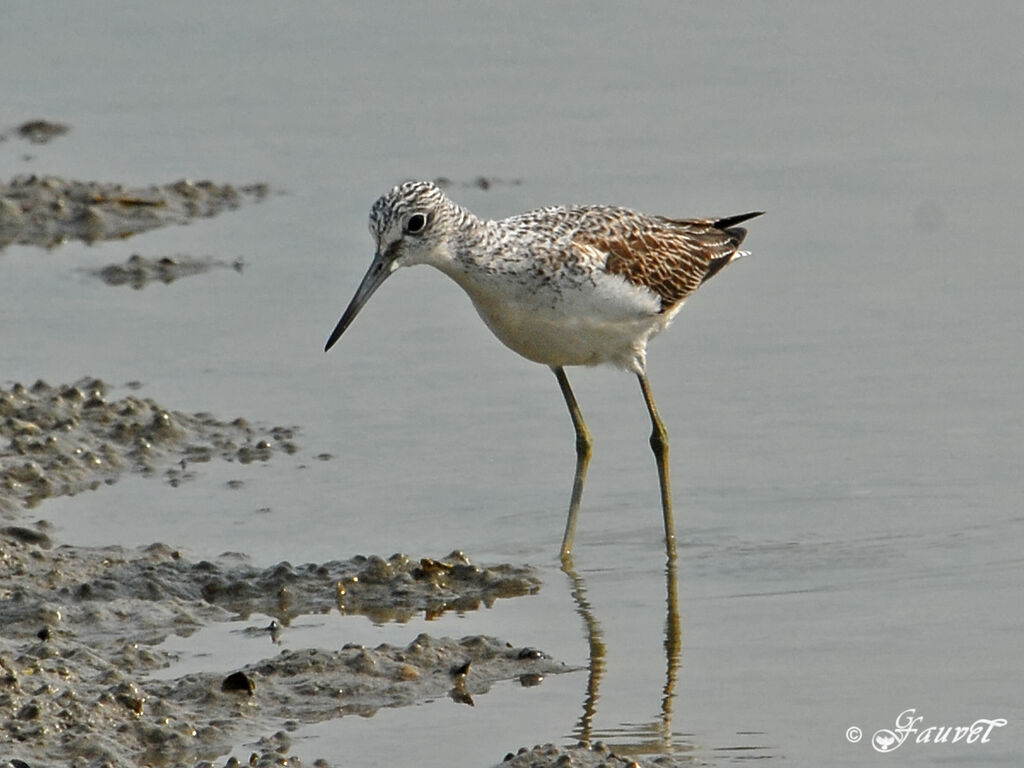 Common Greenshank