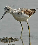 Common Greenshank