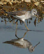 Common Greenshank