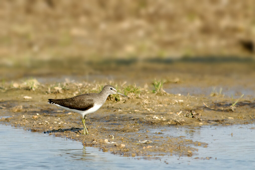 Chevalier cul-blanc, identification