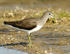 Green Sandpiper