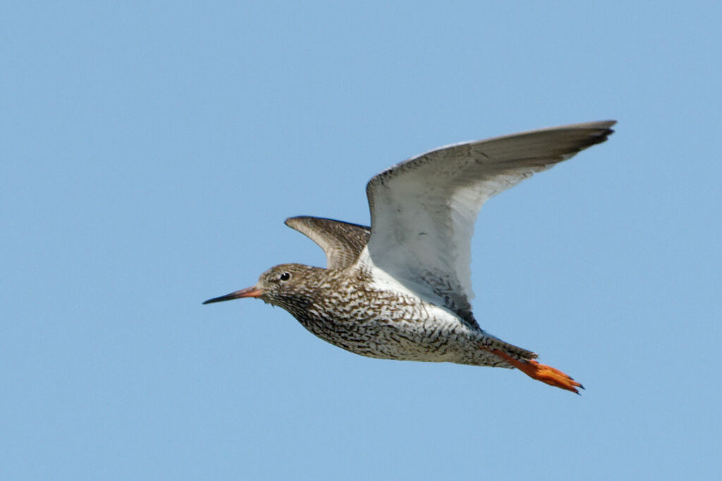 Common Redshankadult breeding, Flight