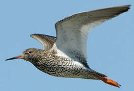 Common Redshank