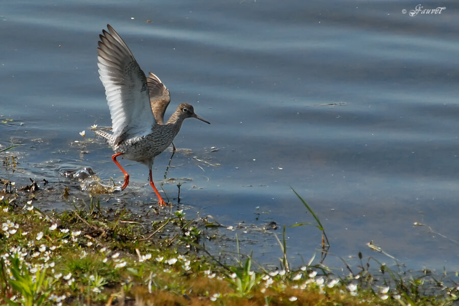 Common Redshankadult breeding, Behaviour