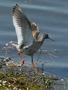 Common Redshank