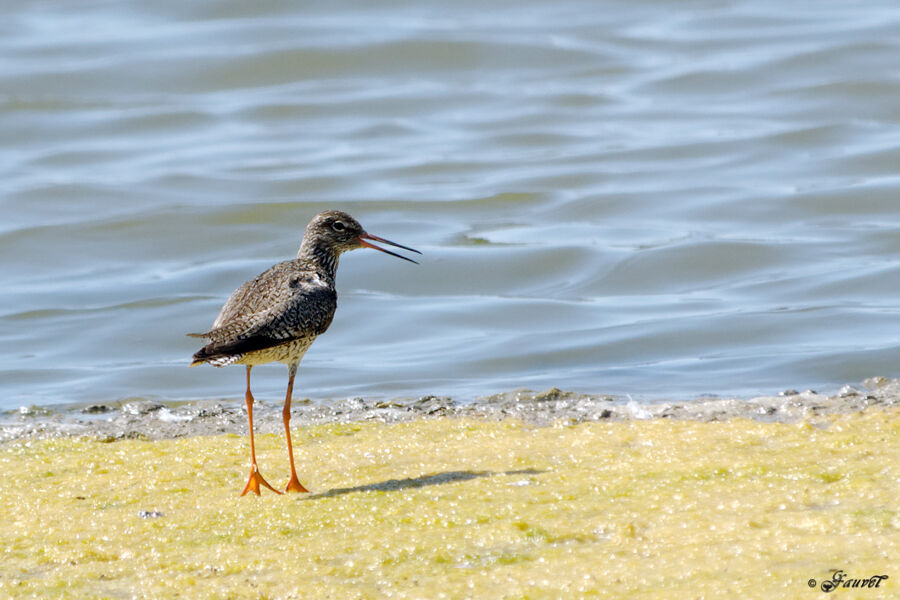 Common Redshankadult breeding