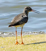 Common Redshank