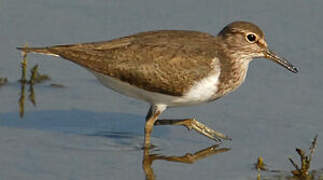 Common Sandpiper