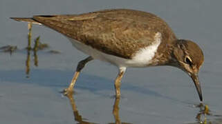 Common Sandpiper