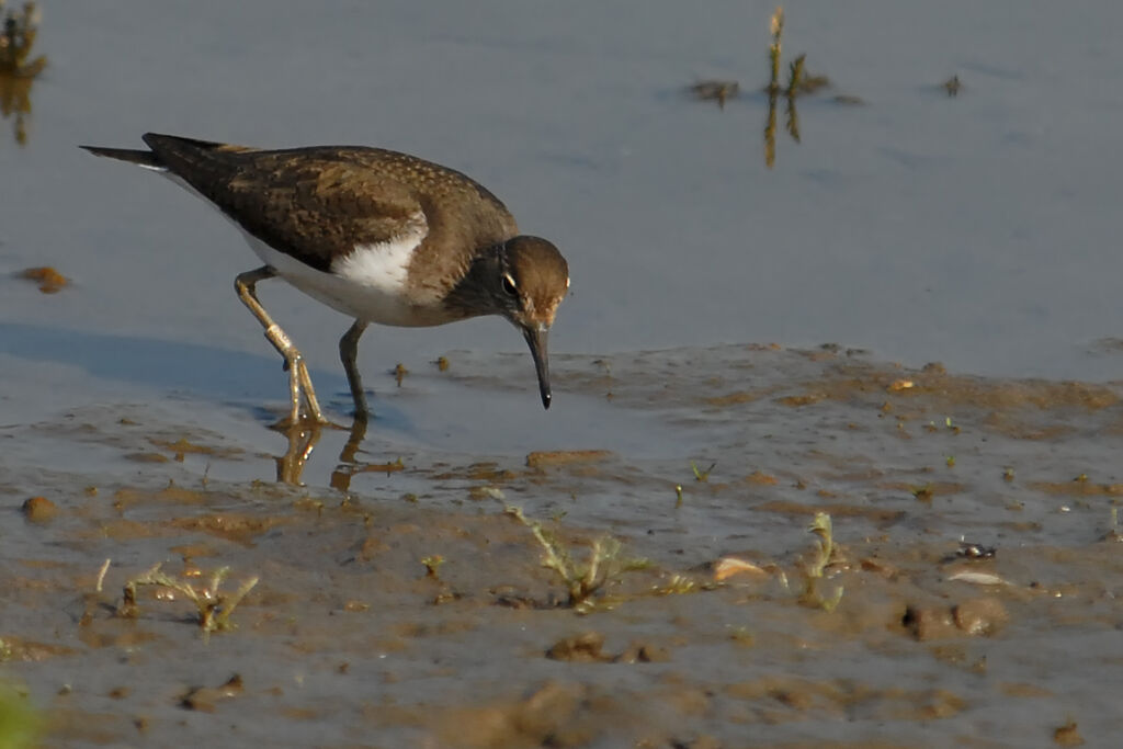 Common Sandpiperadult, identification, feeding habits