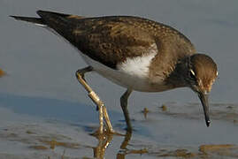 Common Sandpiper