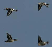 Common Sandpiper