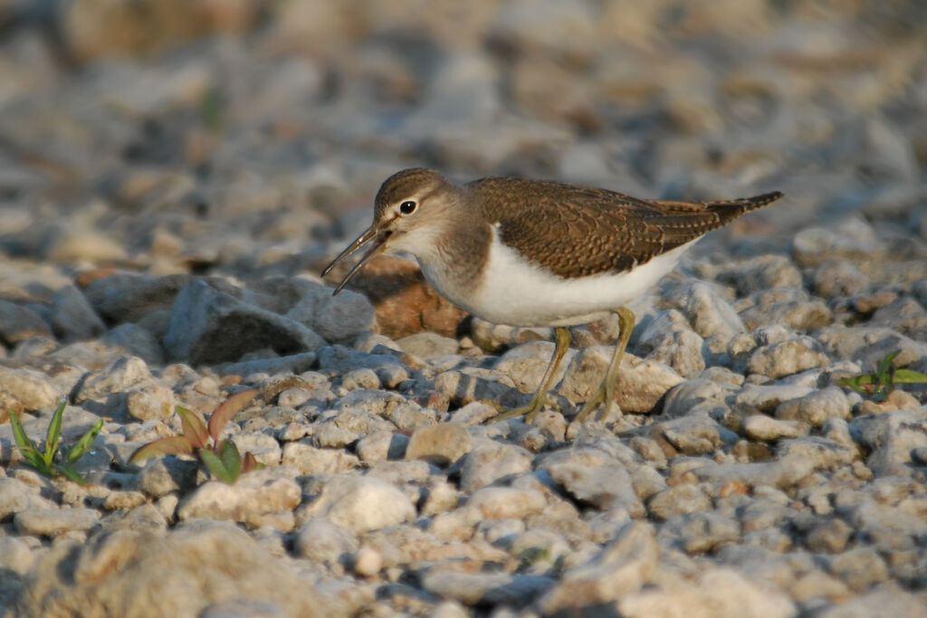 Chevalier guignette, identification