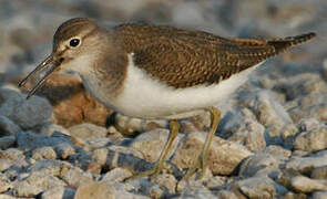 Common Sandpiper