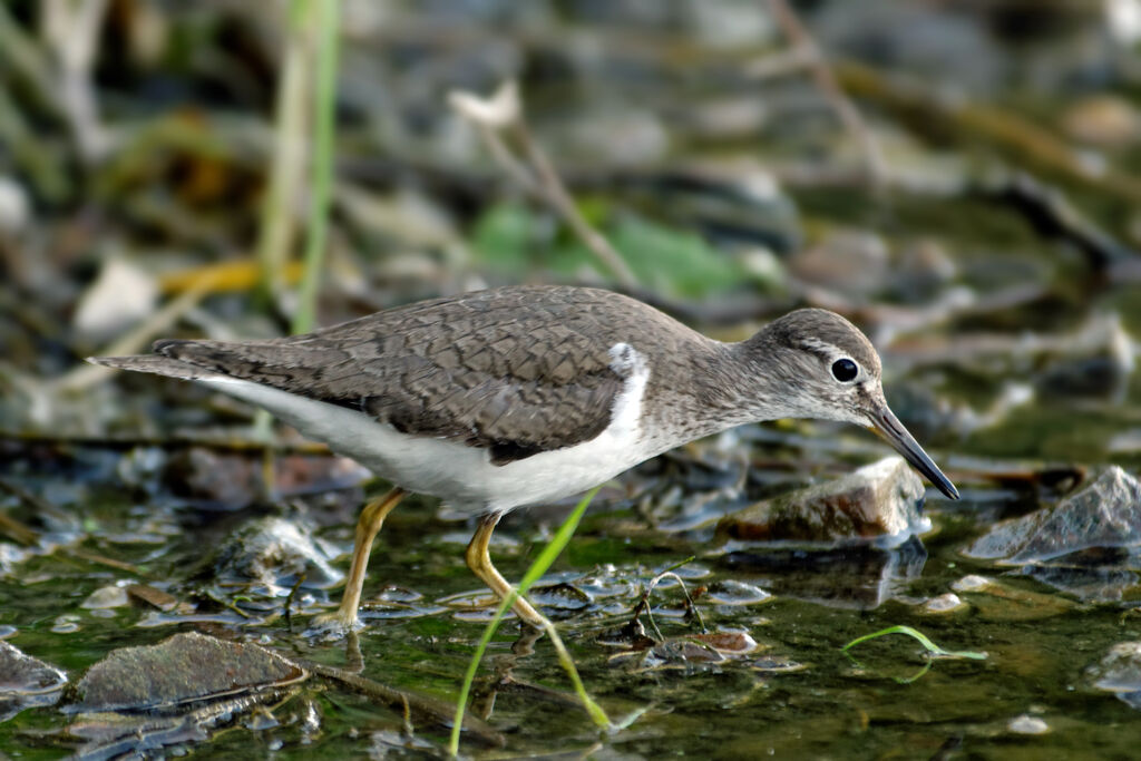 Common Sandpiper