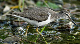 Common Sandpiper