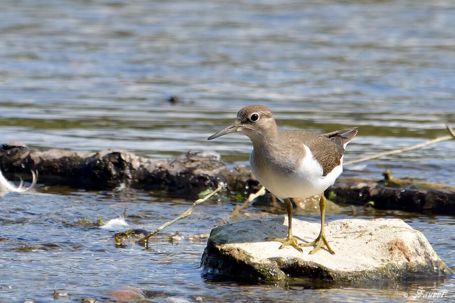 Common Sandpiperadult breeding, identification