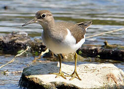 Common Sandpiper