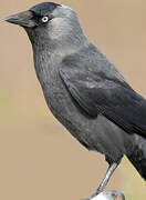 Western Jackdaw