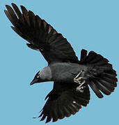 Western Jackdaw