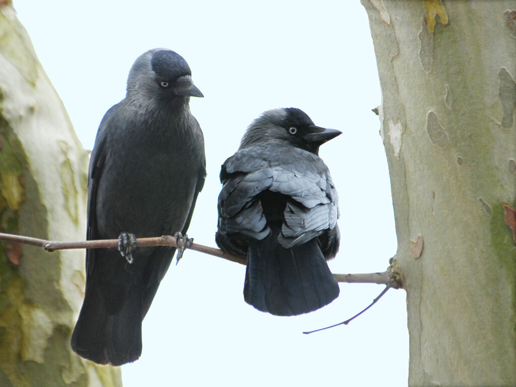 Choucas des tours adulte, identification