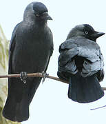 Western Jackdaw