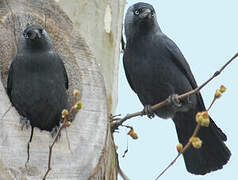 Western Jackdaw