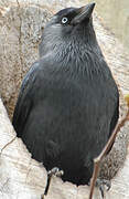 Western Jackdaw