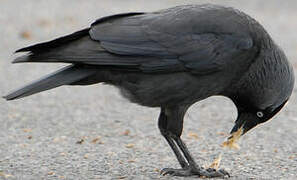 Western Jackdaw