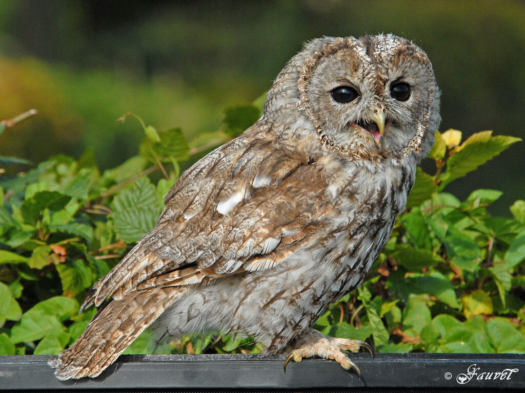 Tawny Owl