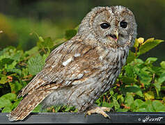 Tawny Owl