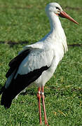 Cigogne blanche