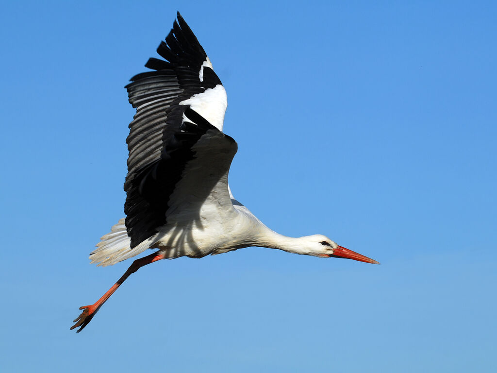 Cigogne blancheadulte internuptial