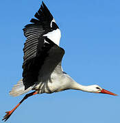 White Stork