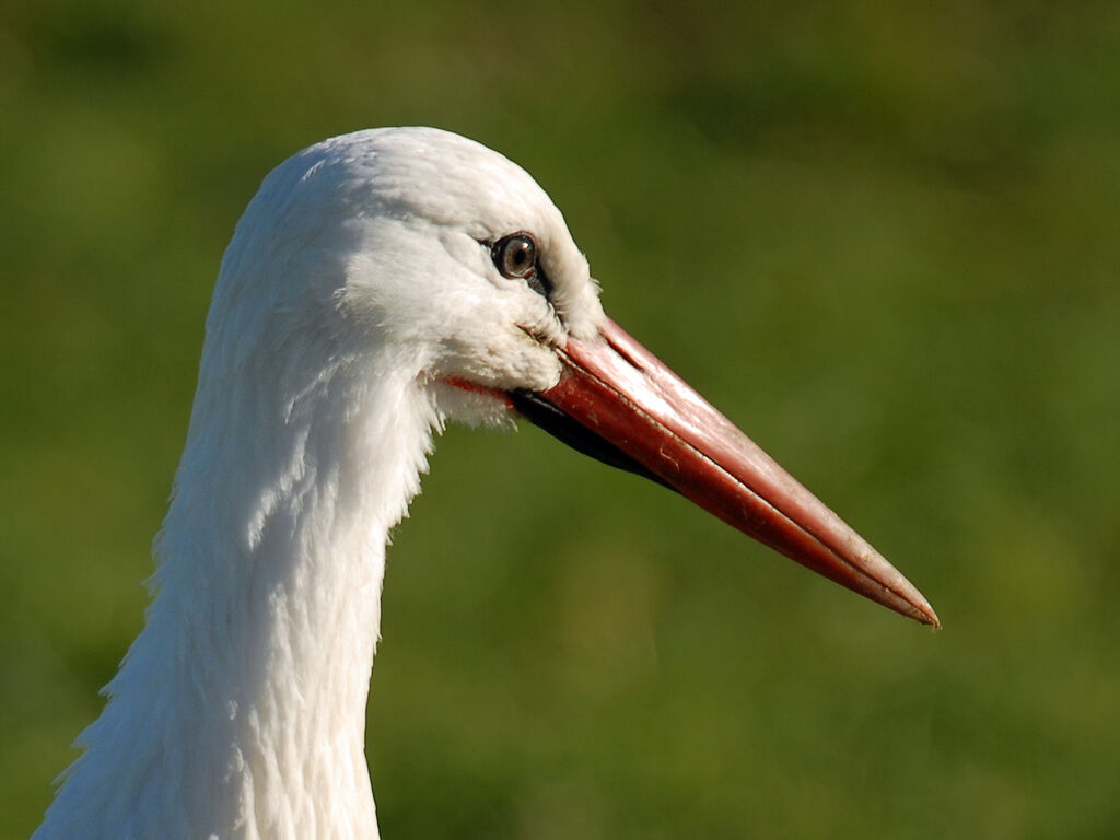 White Storkadult post breeding