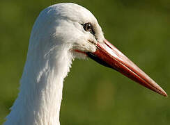 Cigogne blanche