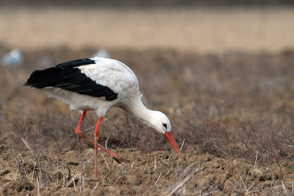 White Stork